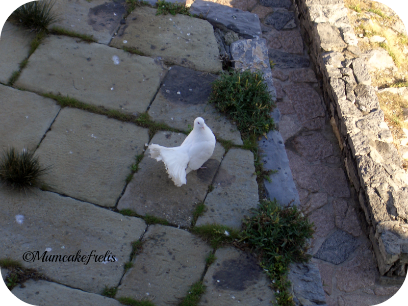 colomba bianca fuori della chiesa di S. Pietro a Portovenere