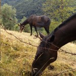 Durlo di Crespadoro
