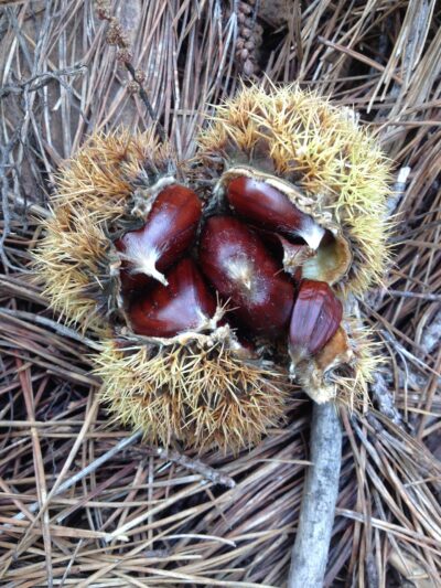 castagne