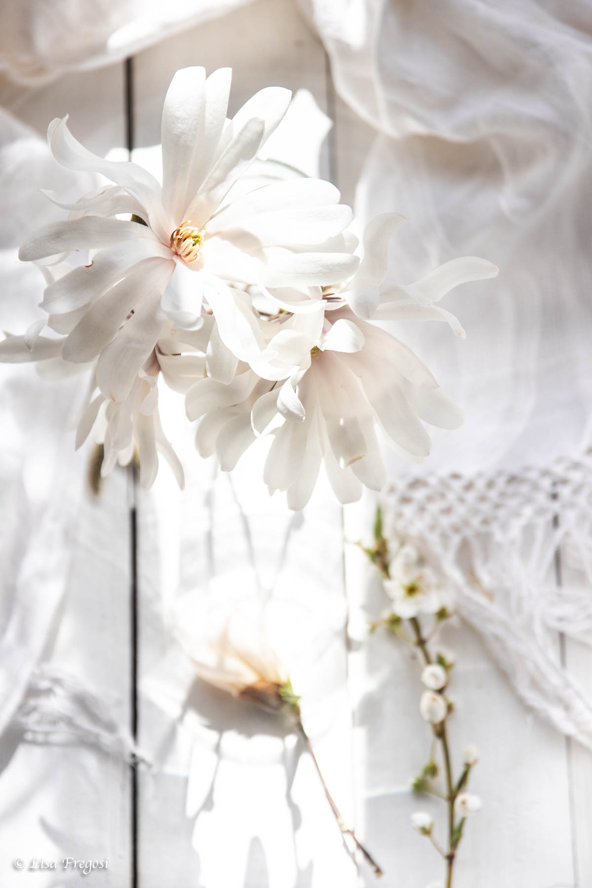 fiori-bianchi-total-white photography